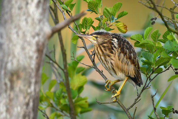 Zwergdommel Jungvogel