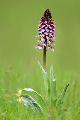 Purpurknabenkraut