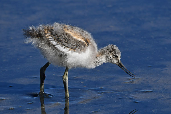 Säbelschnäbler Jungvogel