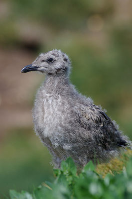 Silbermöwe Jungvogel