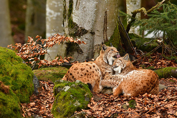 Luchse bei der Fellpflege Nationalpark Bayrischer Wald Tierfreigelände Neuschönau