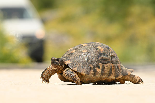Breitrandschildkröte