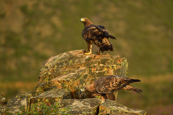 Steinadler