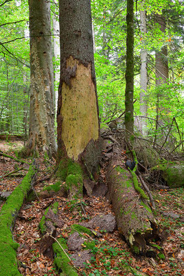 Urwald Bayrischer Wald