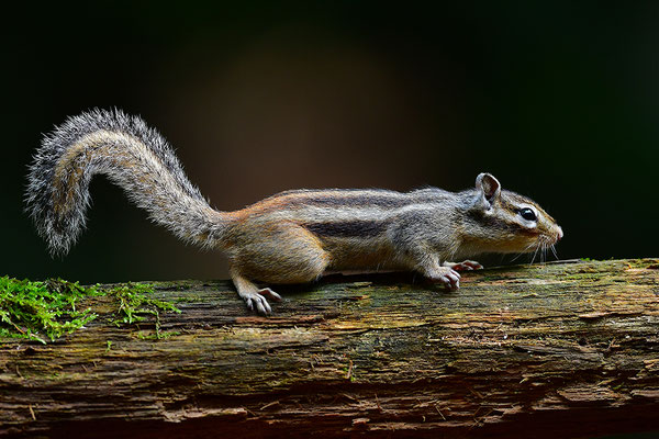 Sibirisches Streifenhörnchen