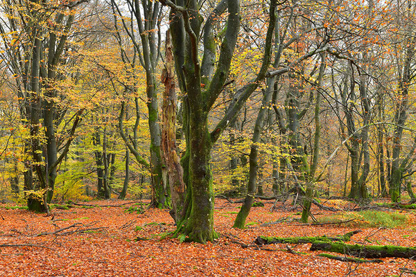 Hutewald Kalterherberg