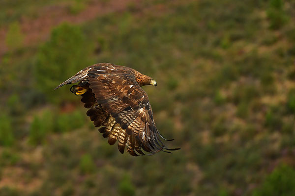 Steinadler