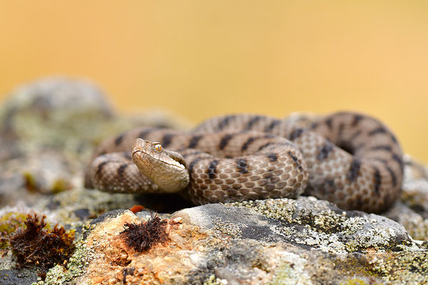 Aspisviper