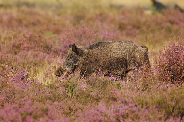 Wildschwein