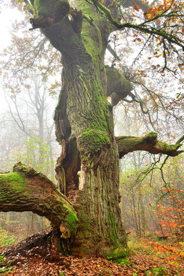 Urwald Sababurg