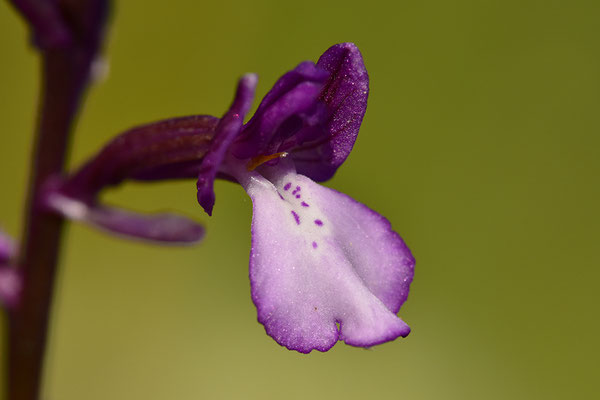 Borys Knabenkraut Einzelblüte