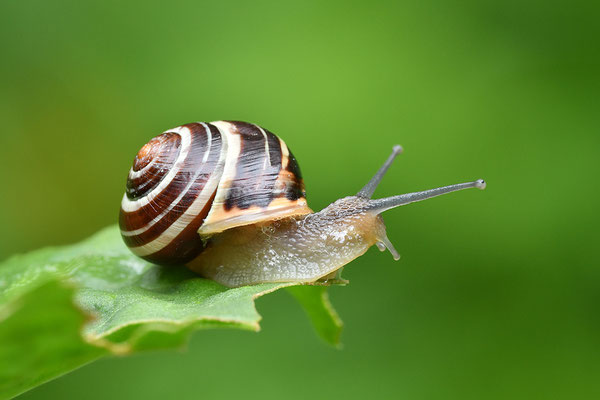 Garten-Bänderschnecke
