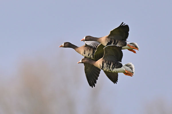 Blässgans