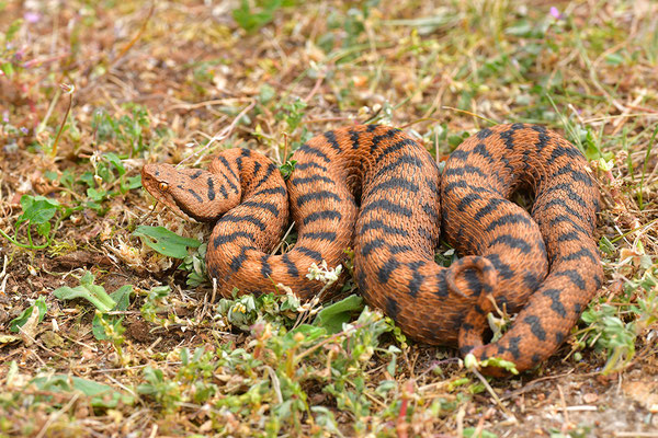 Aspisviper