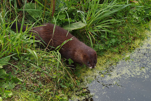 Nerz im Otterpark Hankensbüttel