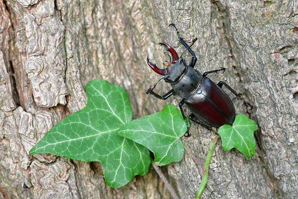 Hirschkäfer Männchen