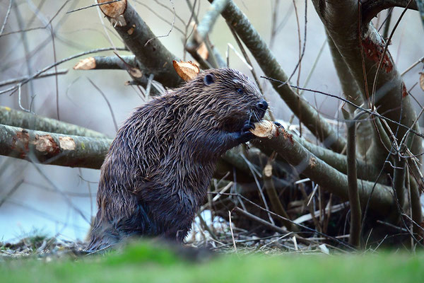 Biber an der Fraßstelle