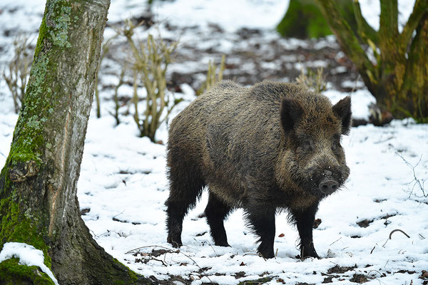 Wildschwein