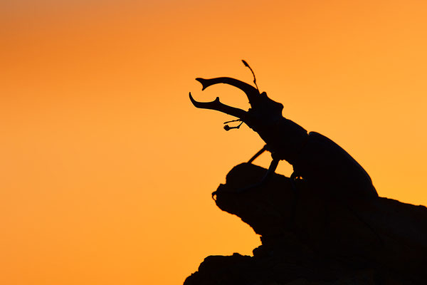 Hirschkäfer Männchen im Abendlicht