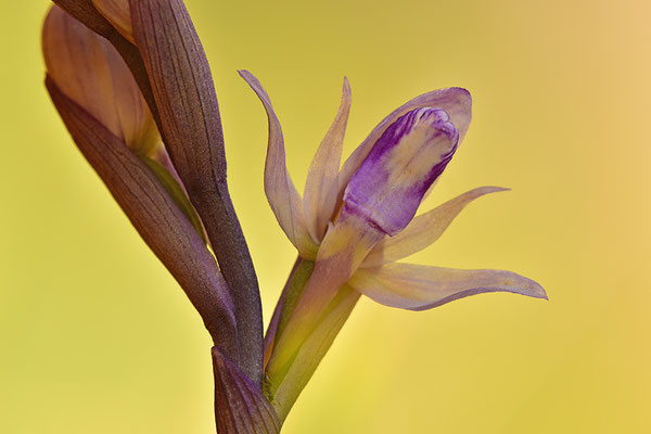 Violetter Dingel