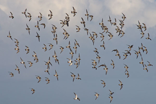 Alpenstrandläufer im Flug