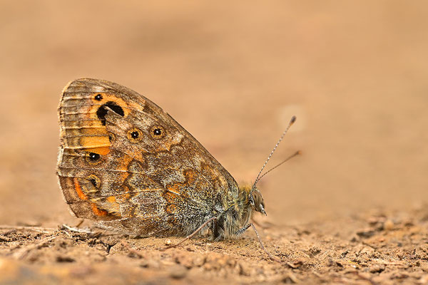 Mauerfuchs