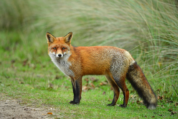 Fuchs