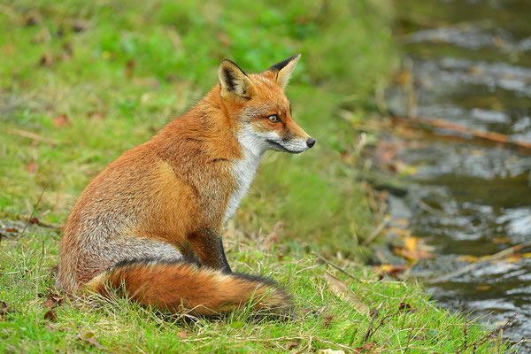 Fuchs