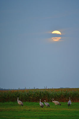 Kraniche vor dem Mond