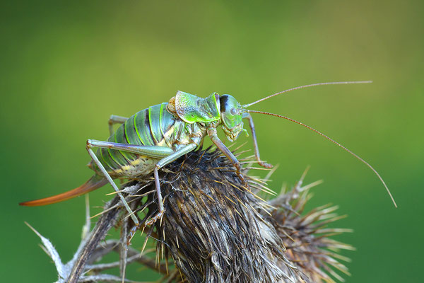 Sattelschrecke Weibchen