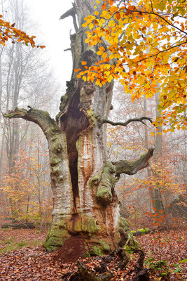 Urwald Sababurg