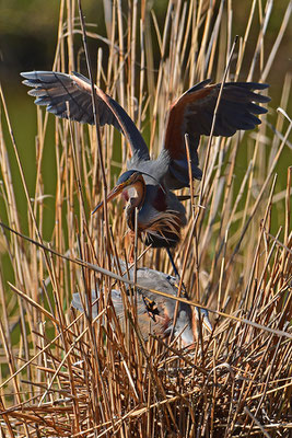 Purpurreiher am Nest Paarung