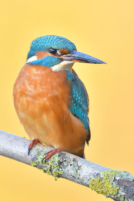 Eisvogel