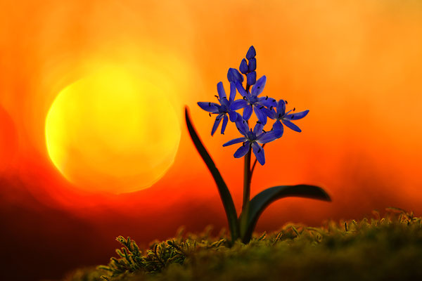 Blaustern im Sonnenuntergang