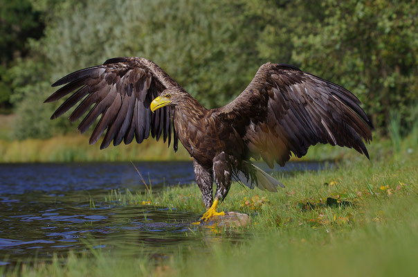 Seeadler