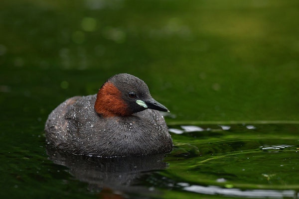 Zwergtaucher
