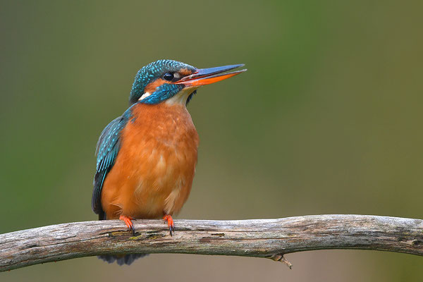 Eisvogel Weibchen