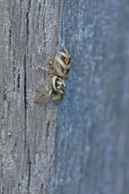 Zebraspringspinne