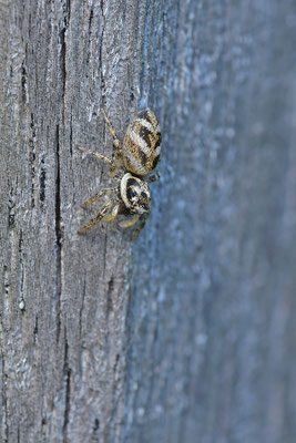 Zebraspringspinne