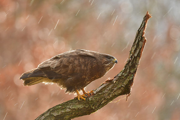 Mäusebussard