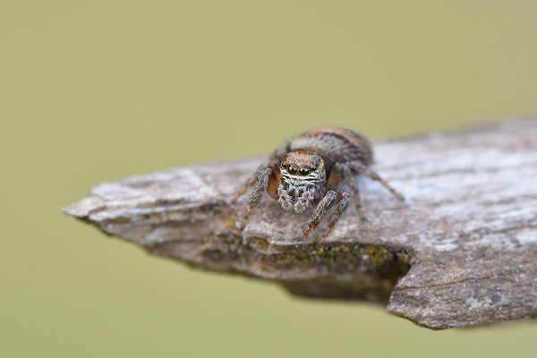 Springspinne