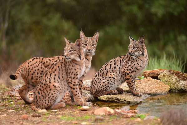 Pardelluchs Jungtiere