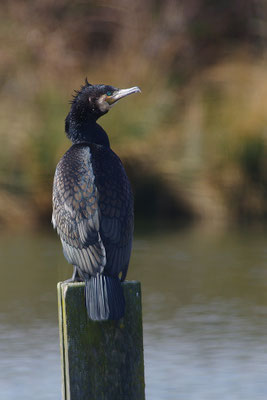 Kormoran