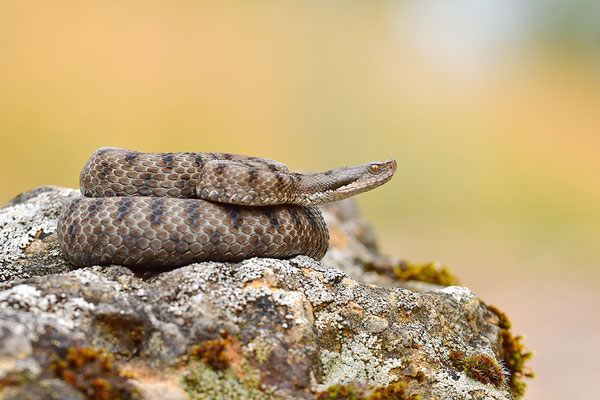 Aspisviper