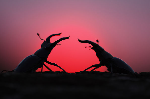 Hirschkäfer Männchen im Abendrot