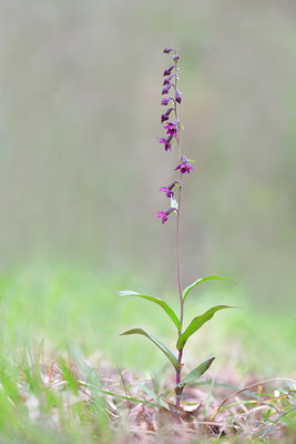 Braunrote Stendelwurz