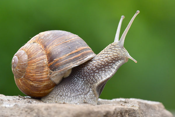 Weinbergschnecke
