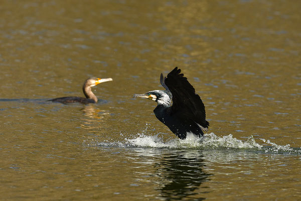 Kormoran im Flug