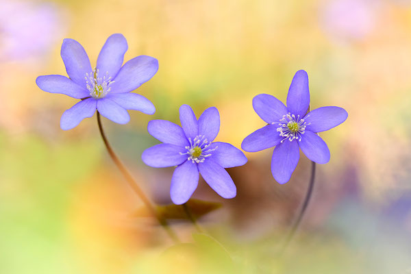 Leberblümchen