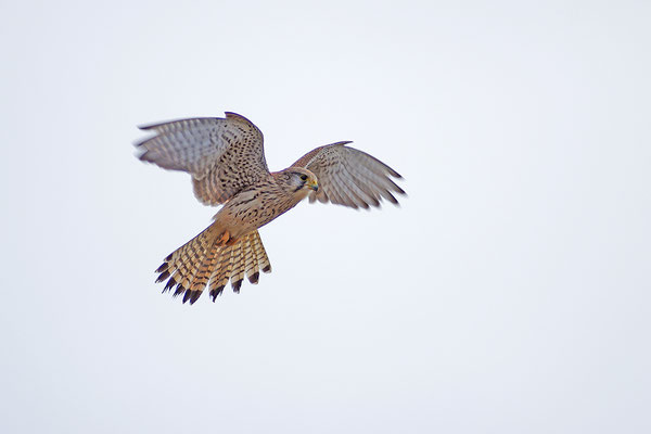 Turmfalke im Flug rüttelnd